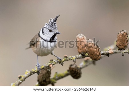 Similar – Image, Stock Photo Crested tit in the woods on a branch