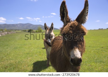 Donkey in green grass and blue sky