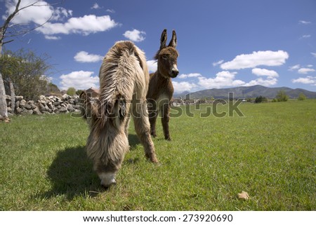 Donkey in green grass and blue sky