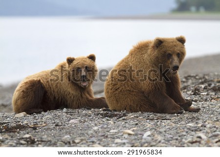Portrait of wild brown bear in its habitat