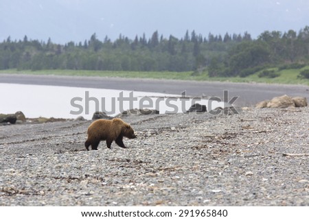 Portrait of wild brown bear in its habitat
