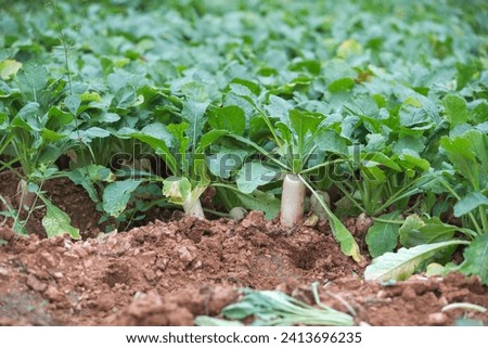 Similar – Image, Stock Photo Radish growing on farm in summer