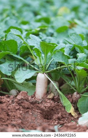 Similar – Image, Stock Photo Radish growing on farm in summer