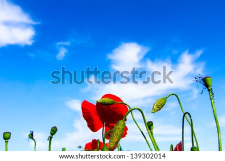 Red poppies on spring meadow and strongly polarized blue sky/poppies field in rays sun/spring