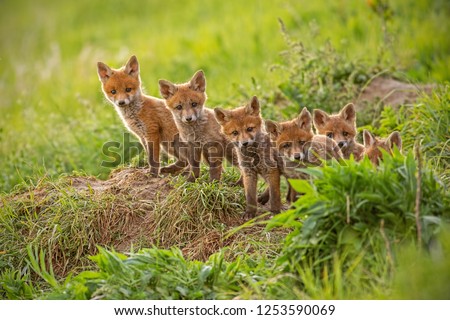 Similar – Foto Bild Kleiner Fuchs auf einer Blüte