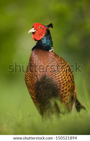 Common pheasant male front look vertical orientation on green blurred background