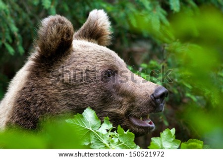 Portrait of brown bear with open mouth close up head