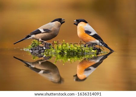 Similar – Image, Stock Photo Bullfinch, Pyrrhula pyrrhula, Eurasian bullfinch