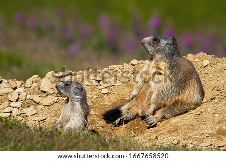 Similar – Image, Stock Photo The interested marmot