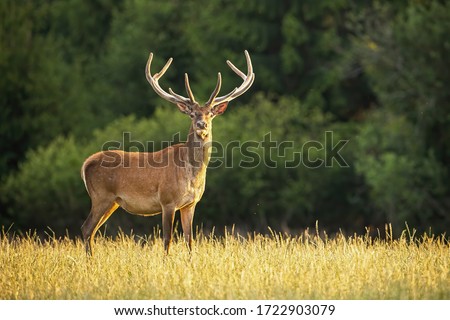 Sunlit red deer, cervus elaphus, stag with new antlers growing facing camera in summer nature. Alert herbivore from side view with copy space. Wild animal with brown fur observing on hay field.