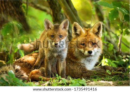 Enchanting red fox, vulpes vulpes, family resting in green summer forest near den. Little cub standing close to its lying mother between trees at sunrise. Concept of animal proximity. Photo stock © 