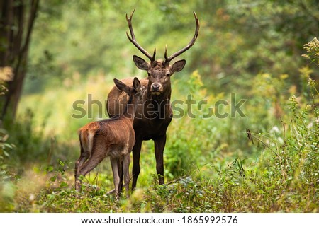 Two red deer, cervus elaphus, standing close together and touching with noses in woodland in summer nature. Wild animals couple looking to each other in forest. Stag and hind smelling in wilderness.