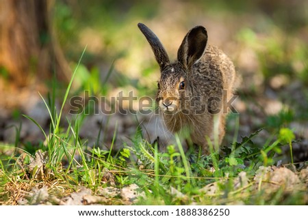 Little brown hare, lepus europaeus, jumping on grass in spring nature. Cute wild rabbit skitting in forest in springtime. Long-eared animal approaching in woodland with copy space. Stock fotó © 