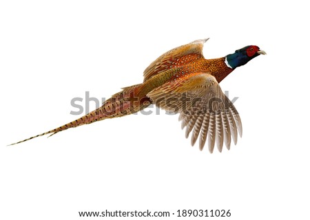Common pheasant, phasianus colchicus, flying in the air isolated on white background. Ring- necked bird with spread wings hovering cut out on blank. Brown feathered animal in flight.