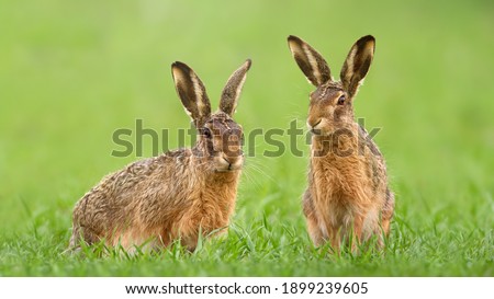 Two brown hares, lepus europaeus, sitting in green grass on a meadow in springtime. Couple of wild animals looking into camera on a vivid field. Concept of love between mammal during Easter.