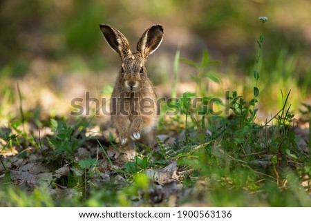 Cute brown hare, lepus europaeus, jumping closer on grass in spring nature. Young brown rabbit coming forward in green wilderness. Little long eared mammal skitting in forest. Stock fotó © 