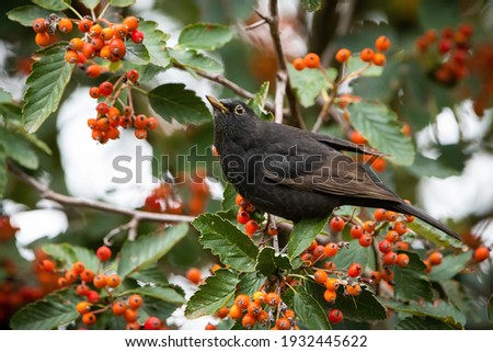 Similar – Image, Stock Photo Blackbird in a berry bush