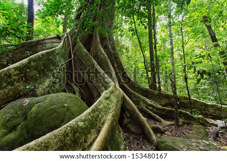 Large fig tree trunk and roots in tropical rainforest, Khao Yai national park, Thailand
