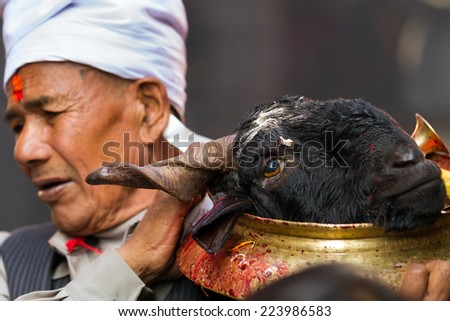 BHAKTAPUR, NEPAL, NOVEMBER 24, 2010: Goat sacrifice ritual: A man is holding a plate with a cut goat head in Bhaktapur, Nepal