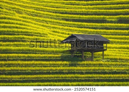 Similar – Foto Bild Reisfelder bei Sapa, Vietnam