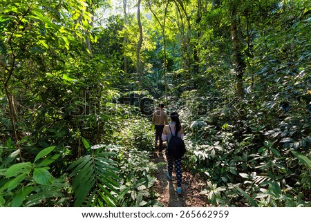 Trekkers walking in the dense jungle of the Cat Ba island, Halong bay, Vietnam