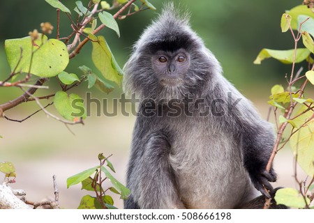 Similar – Image, Stock Photo bako national park | wonderful place in the world