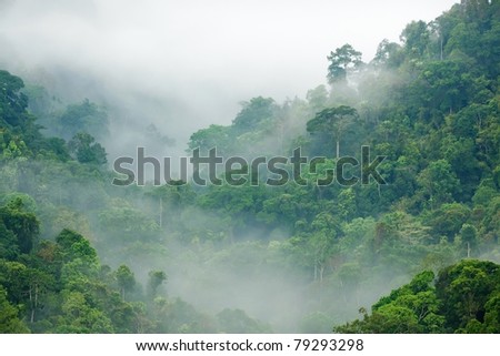 Similar – Image, Stock Photo Treetops in the early morning in a pine forest,photographed with a fisheye lens