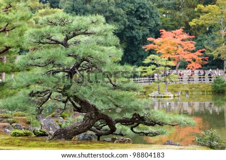 twisted pine tree in japanese zen garden , Kyoto
