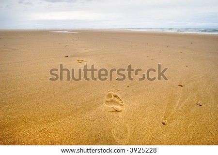 sign of life on a wild beach, atlantic coast, France