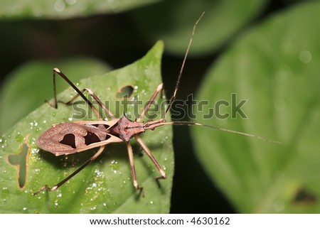very ornate tropical Reduviidae assassin bug found in Malaysia