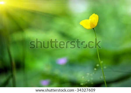 wild yellow poppy in mountain meadow shallow depth of field