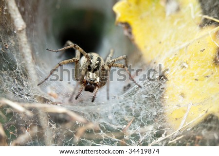 big spider Tegenaria standing in front of her web hole