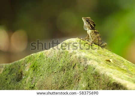 beautiful anglehead lizard standing on river rock, tioman island, malaysia