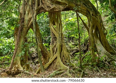 large fig tree roots in tropical rainforest, kaeng krachan national park, thailand