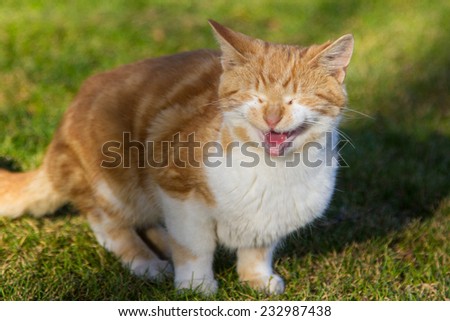 Meowing cat that looks like it\'s laughing