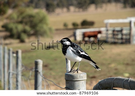 Magpie Lark otherwise known as Pee Wee bird in Queensland Australia.