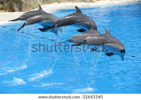 jumping dolphins