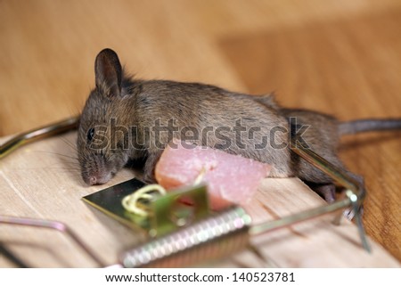 Dead field mouse in a mousetrap