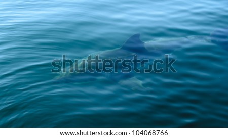 Great White Shark under water in False Bay