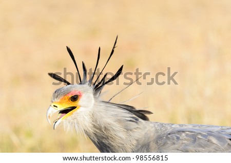 The Secretary Bird was photographed in the Kgalagadi Transfrontier park in South Africa close to the Mata Mata camp busy hunting. The photo was taken with a single exposure