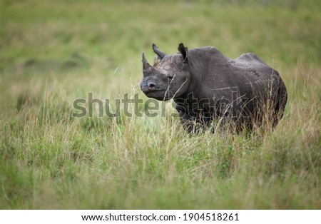 A black rhinoceros (Diceros bicornis) on the open plains of Kenya’s Maasai Mara National Reserve. The black rhinoceros is classified as critically endangered by the IUCN.