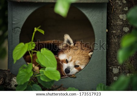 The Red Panda curled up looking very cute