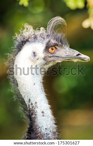 Emu on a farm in New Zealand