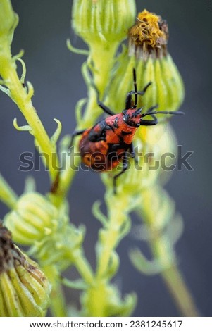 Similar – Image, Stock Photo Seed bug (Spilostethus pandurus) on a pad of barbary fig (Opuntia maxima). Timijiraque Protected Landscape. Valverde. El Hierro. Canary Islands. Spain.