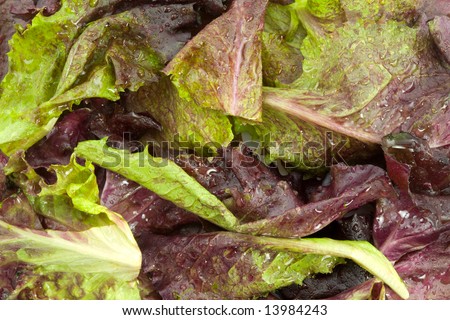 Pile of Red Leaf Lettuce Leaves with Dew
