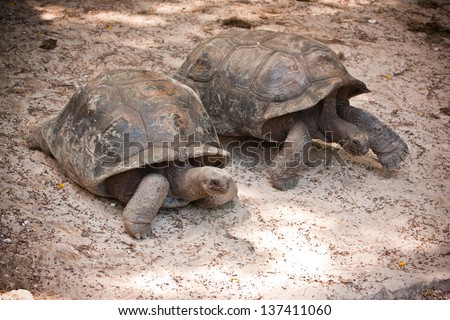 Couple of giant tortoises (Megalochelys gigantea).