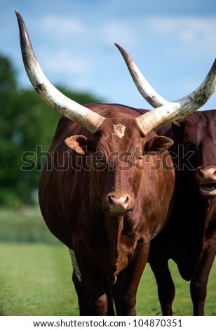 Ankole Longhorn Cattle/Ankole cow with huge horns