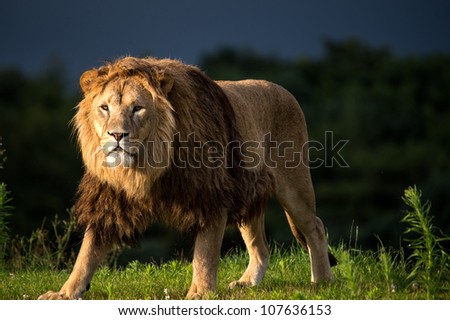 male lion walking, dark blue background