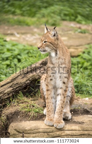 lynx stood on a rock looking out of the left side of the shot/Lynx  Looking Left