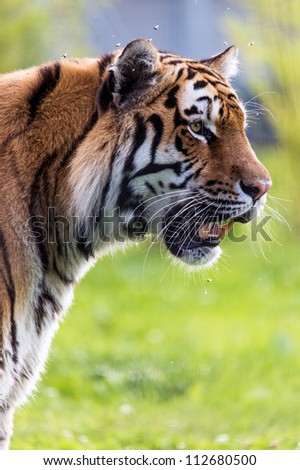 Tiger Close Up Side Profile/Swimming Tiger